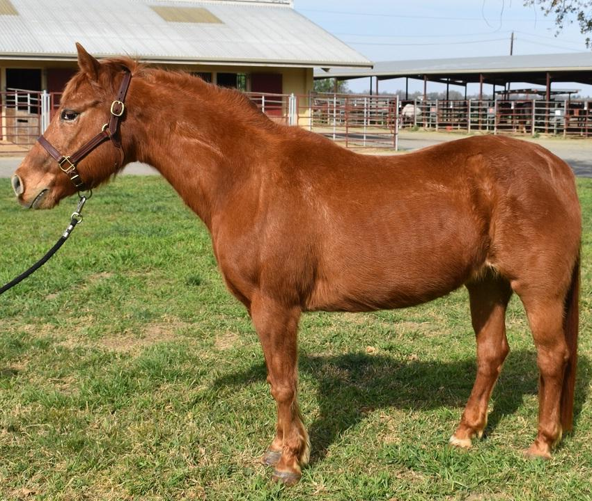 Horse showing regional adiposity and cresty neck associated with equine metabolic syndrome