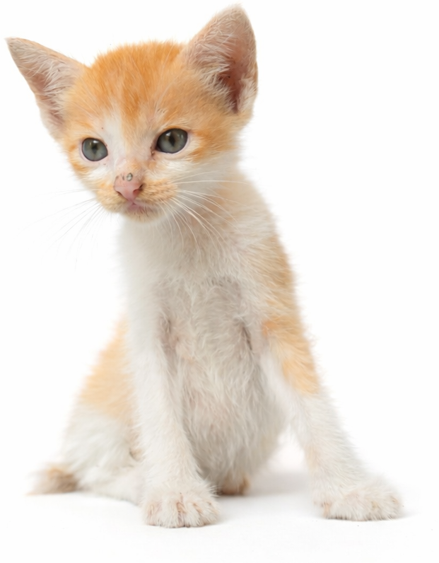 Cat showing clinical signs of feline infectious peritonitis